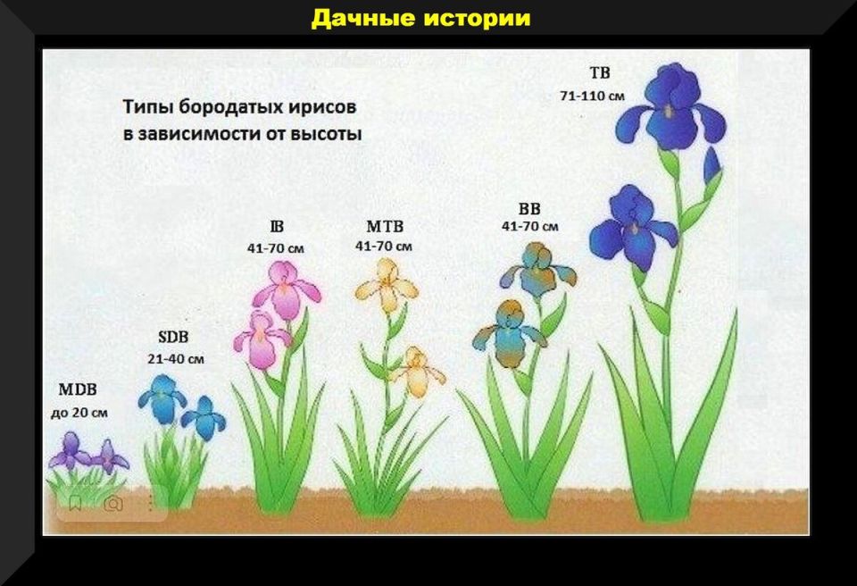 Яркие акценты цветущего июня в вашем саду