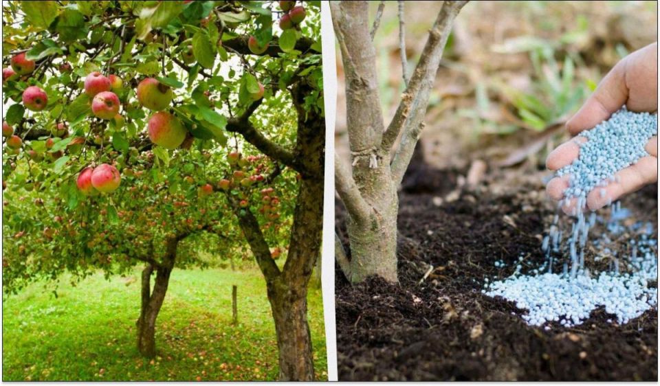 ��� ��������� ���������� ������ �� ���� ��� �������� ������