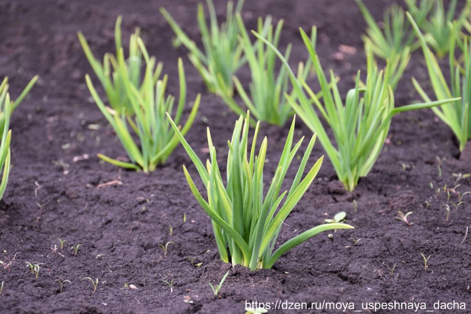 Чеснок из земли: пора заботиться о растении и его подкормке