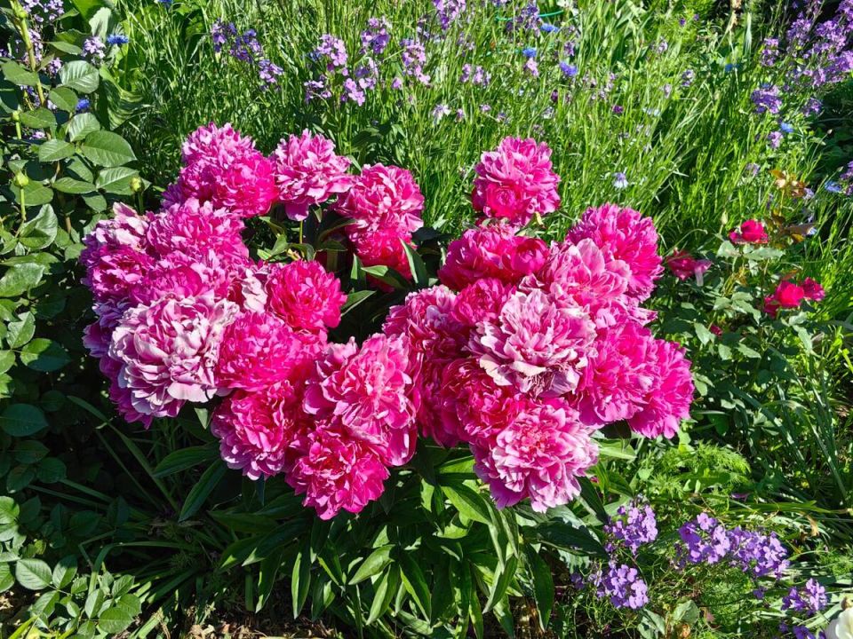 Пионы: весенний уход и что делать при нехватке света