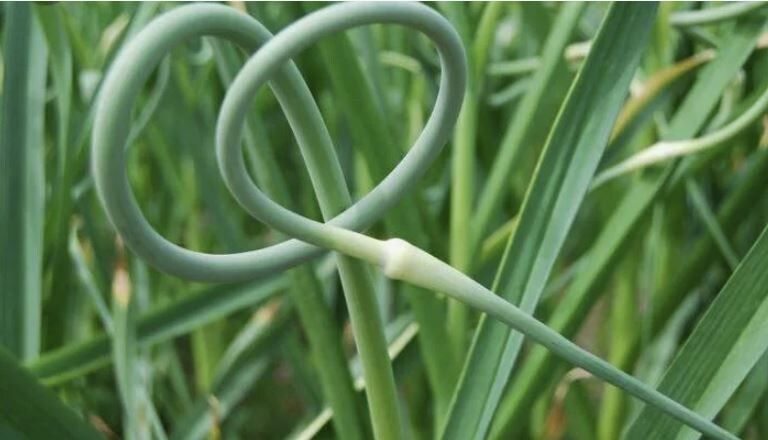 ����������� ����� ��� �������� ������� � �������: ������� ��� ������ ������