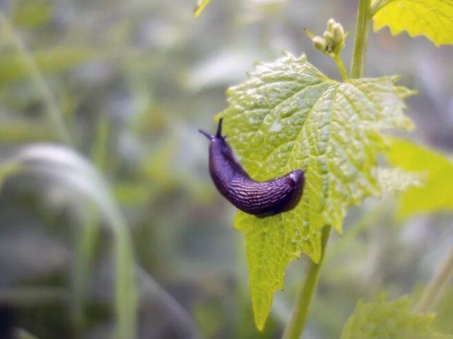 Как эффективно справиться с садовыми слизнями: проверенные методы