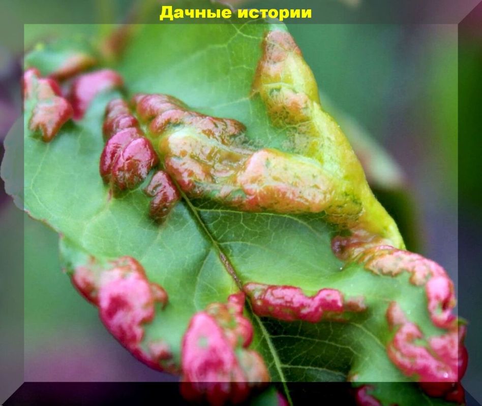 ��� �������� �������� �� �������: ������ ��� ���������