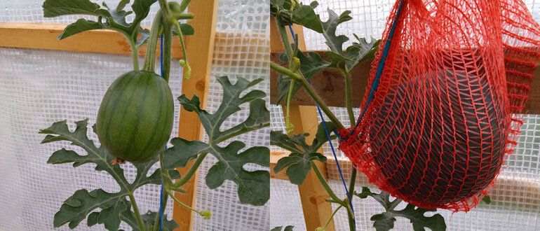 ��� ��������� ��������� ������ � �����������: ������ � ���������������� ������