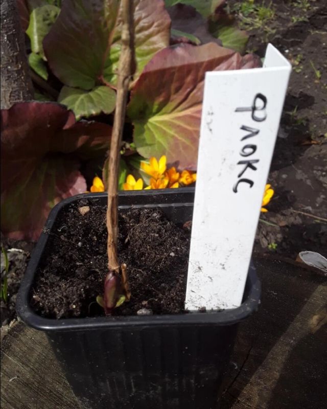 ������� �����������: ��� ������� ����� � ������� ��������