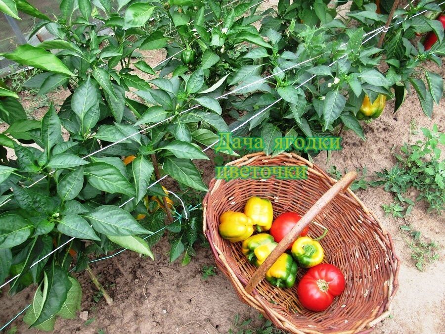 ������ ����������� ������� �� ���� ��� ������� � ������ � �������