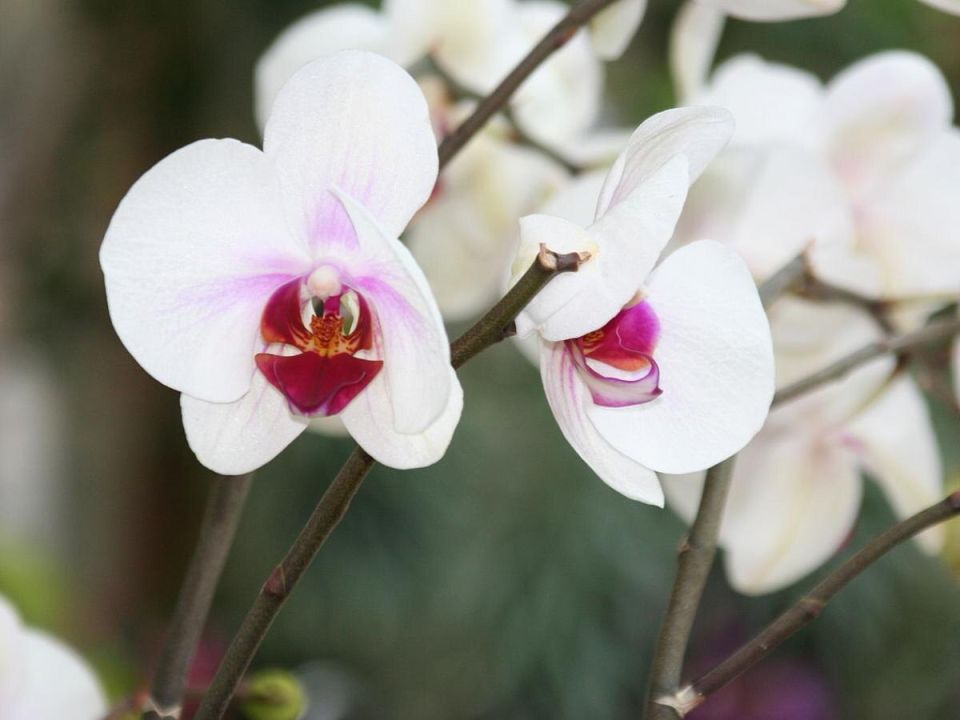 Как омоложение орхидей способствует их активному росту