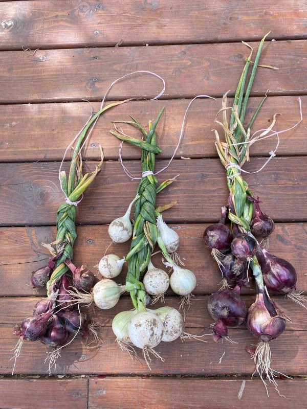 Как правильно сохранять чеснок и лук: секреты и советы