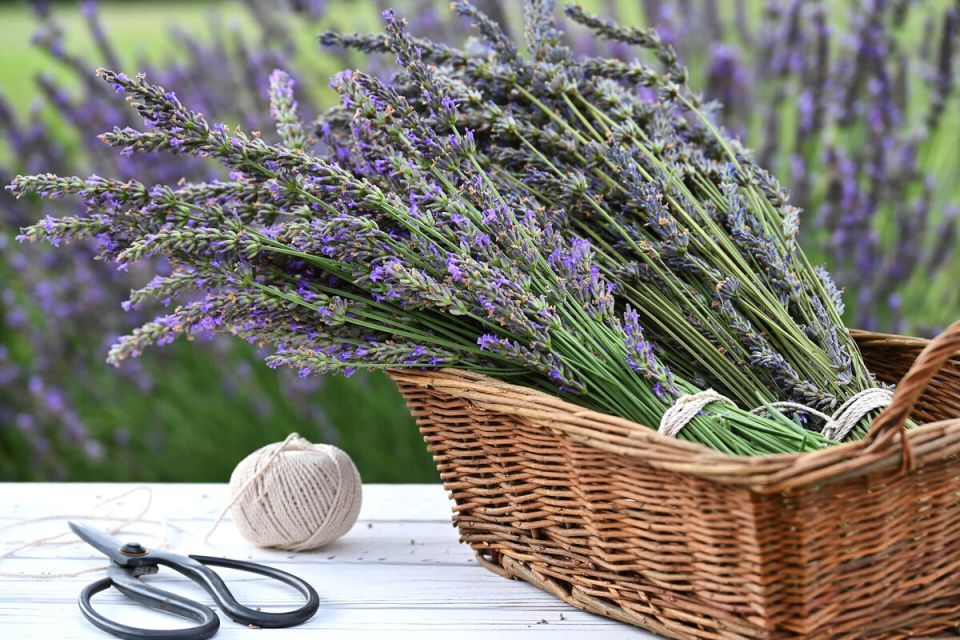 ���������: ������� ����������� � ������������� � ���������