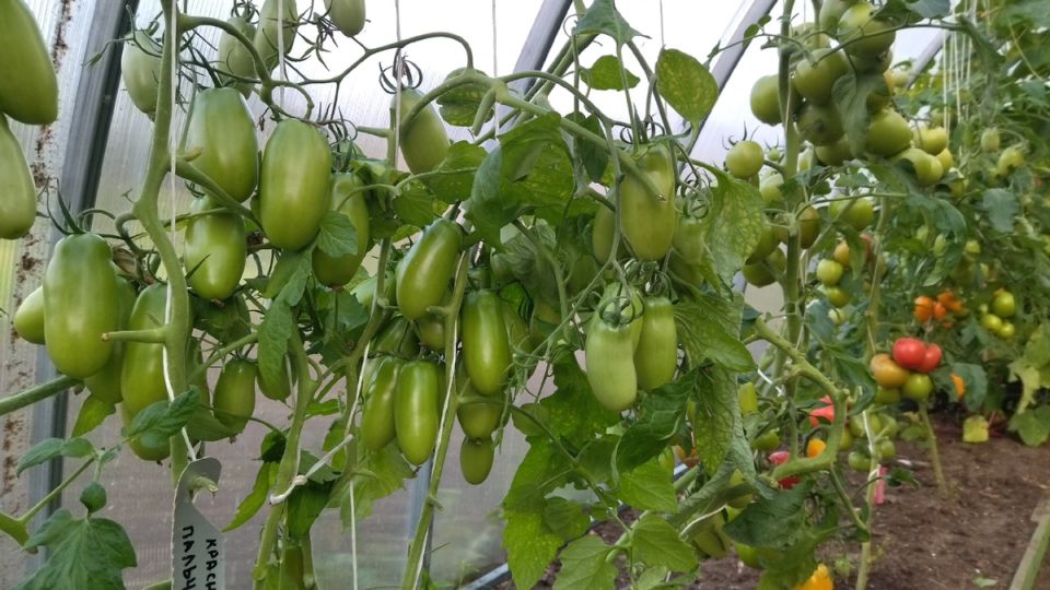 Как получить высокие урожаи томатов с помощью стимуляторов