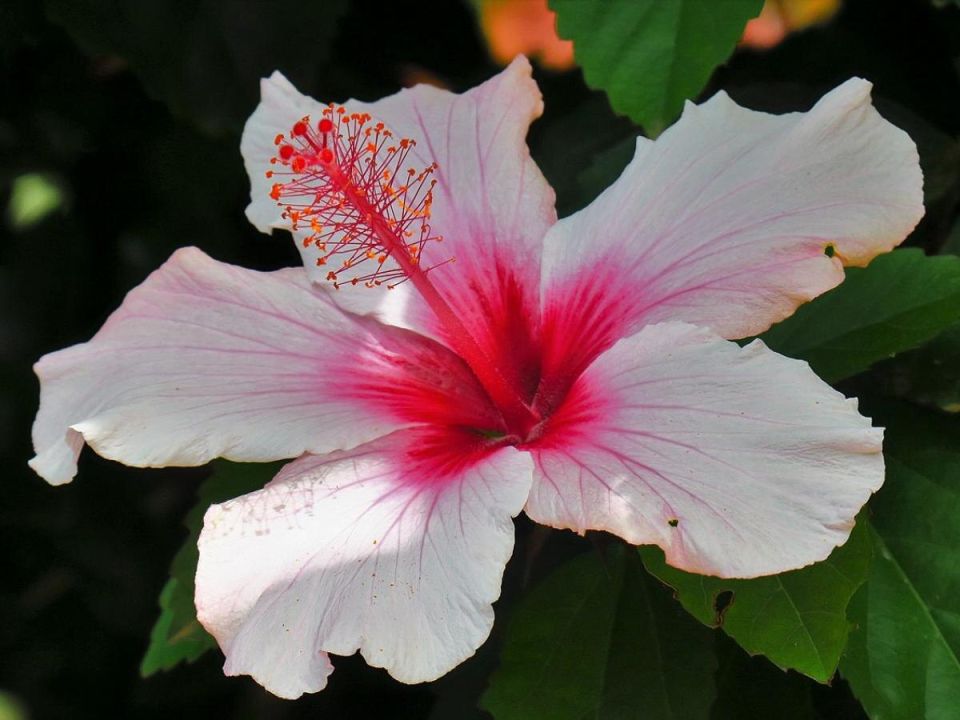 ������ ���� �� ��������� ����������: ������� ��������� ��������